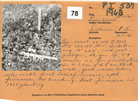 Click for 2 image(s) for this accession. Field